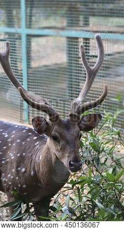 Chital Spotted Deer The Chital Also Known As Spotted Deer. The Point Is The Herd Of Deer