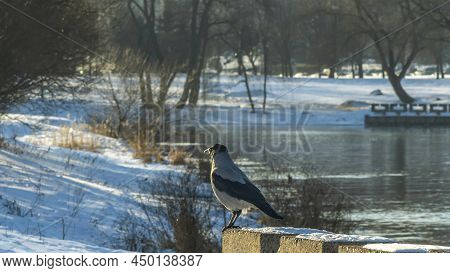 Grey Crow Sits On Embankment Of River In The Town Against Bokeh Nature Background In Winter Time. Th
