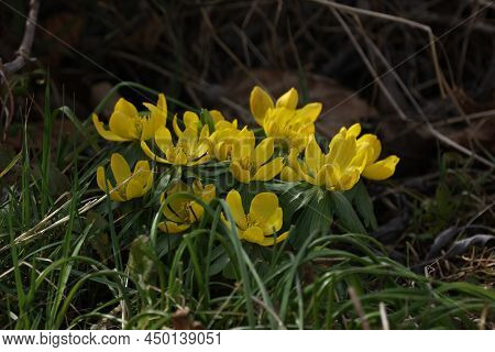 First Flowers. Eranthis Hyemalis Is A Plant Found In Europe