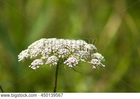 Toothpickweed In Bloom Close-up View With Green Blurred Background