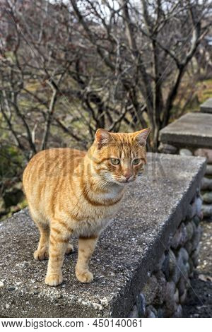 Cute, Friendly, Redhead, Homeless Cat Close-up On A Winter, Cloudy Day In The Mountains