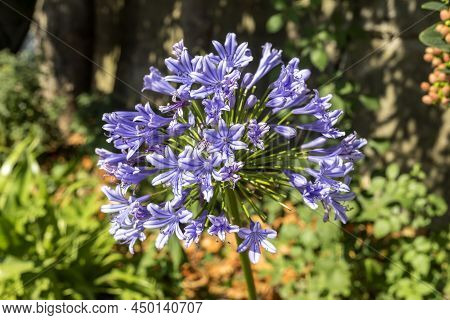 Bright, Decorative, Tender Plant (agapanthus Africanus (l.) Hoffmanns) Grows Close-up On A Flower Be