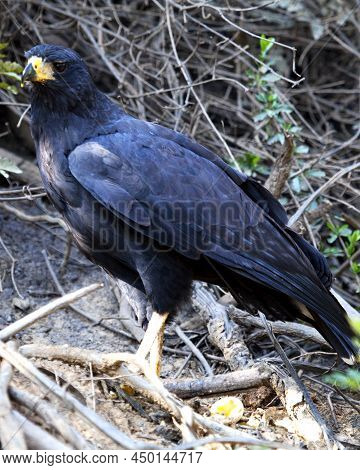 Closeup Portrait Of A Great Black Hawk (buteogallus Urubitinga) Perched On Riverbank In The Pampas D