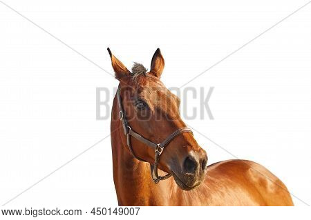 Portrait Of A Bay Horse In A Leather Brown Halter On A White Background. A Beautiful Animal Looks In