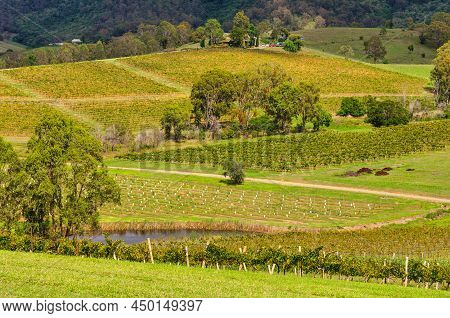 Picturesque Vineyards In The Hunter Valley - Mount View, Nsw, Australia