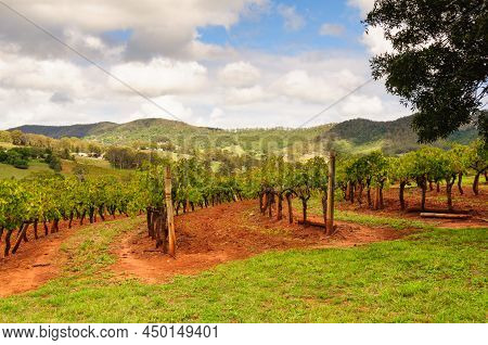 Rows Of Vines In The Hunter Valley - Mount View, Nsw, Australia