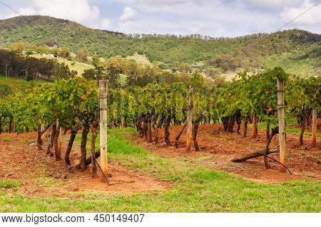 Rows Of Vines In The Hunter Valley - Mount View, Nsw, Australia