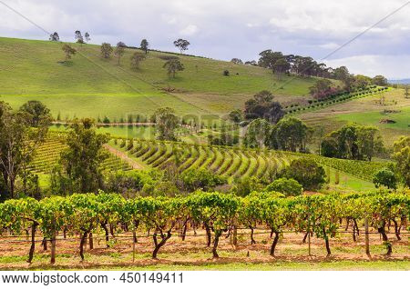 Picturesque Vineyards In The Hunter Valley - Mount View, Nsw, Australia