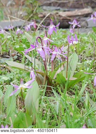 Erythronium Sibirica, Siberian Kandyk Or Dogtooth Or Katakuri In Spring Meadow, Selective Focus