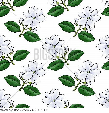 Seamless Pattern With Drawing Flower Of Arabian Jasmine, Jasminum Sambac At White Background, Hand D