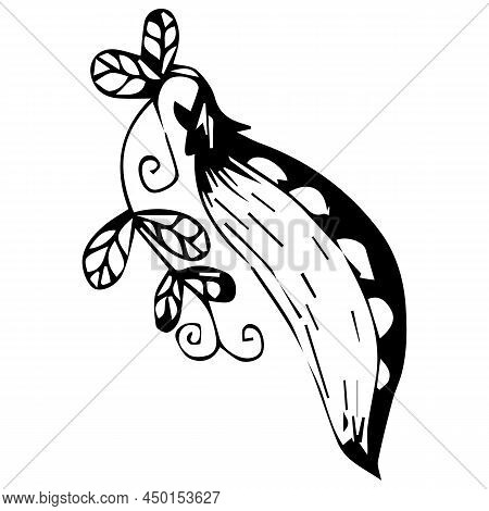 Green Peas In A Pod With Vines And Leaves. Graphics. Hand Drawing. Vector Stock Illustration Isolate