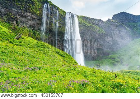 Natural Landscape Of Beautiful Seljalandsfoss Waterfall With The Field Of Purple Nootka Lupine And Y