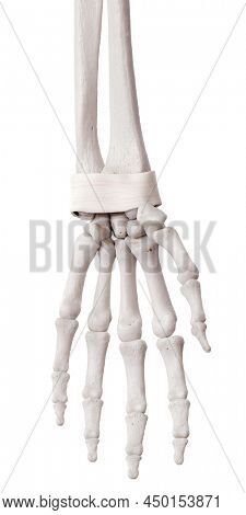 3d rendered medically accurate illustration of the retinaculum ligament