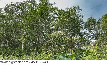 A Lush Tall Hogweed Grows In A Meadow. Umbellate Inflorescences With Small White Flowers. Around Gre