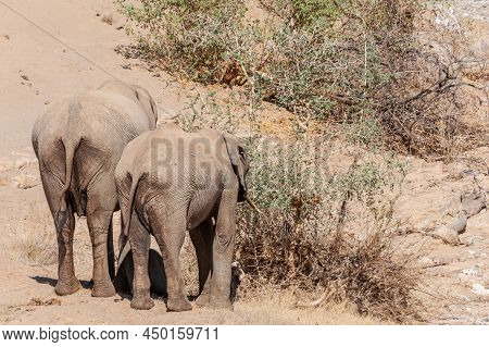 Closeup Of Two African Desert Elephant - Loxodonta Africana- Wandering In The Desert In North Wester