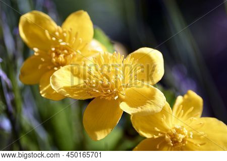 Spring Flowering Marsh Marigold Caltha Palustris, In Garden Pond