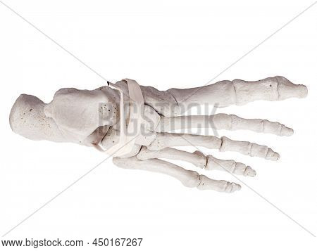 3d rendered medically accurate illustration of the inferior extensor retinaculum