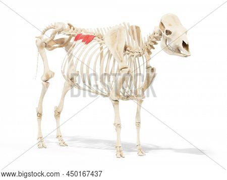 3d rendered anatomy illustration of the cows muscles - the serratus dorsalis