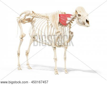 3d rendered anatomy illustration of the cows muscles - the serratus ventralis