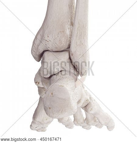 3d rendered medically accurate illustration of the superior peroneal retinaculum