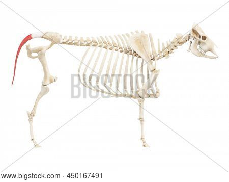 3d rendered anatomy illustration of the cows muscles - the sacrocaudlis dorsalis