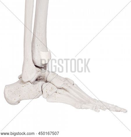 3d rendered medically accurate illustration of the superior extensor retinaculum