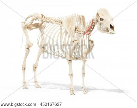 3d rendered anatomy illustration of the cows muscles - the intertransversarii ventralis