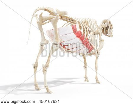 3d rendered anatomy illustration of the cows muscles - the obliquus externus 