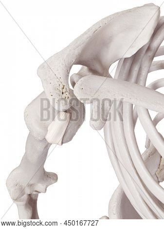 3d rendered medically accurate illustration of the transverse humeral ligament