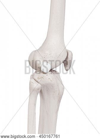 3d rendered medically accurate illustration of the fibular collateral bursa