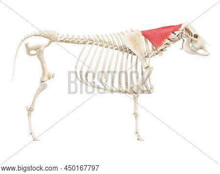 3d rendered anatomy illustration of the cows muscles - the splenius