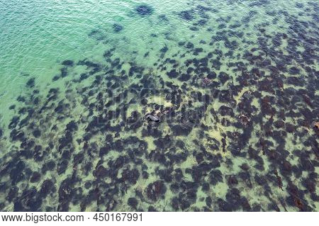 Seal Resting In Gweebarra Bay Between Lettermacaward And Portnoo In County Donegal - Ireland