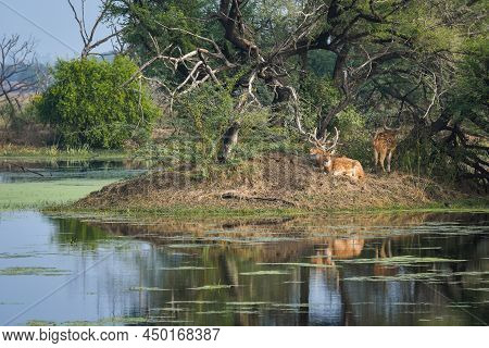 Spotted Deer Or Chital Or Axis Axis Family In Beautiful Scenic Landscape With Rich Nature And Full O