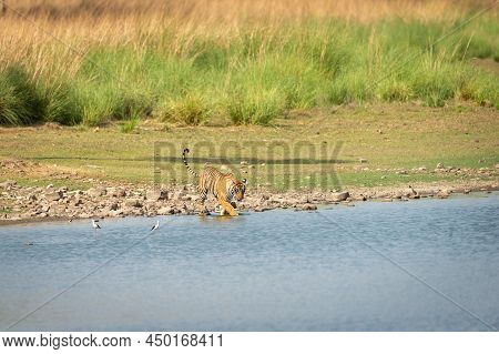 Wild Bengal Female Tiger Or Tigress On Walking In Rajbagh Lake Water Natural Scenic Landscape Backgr