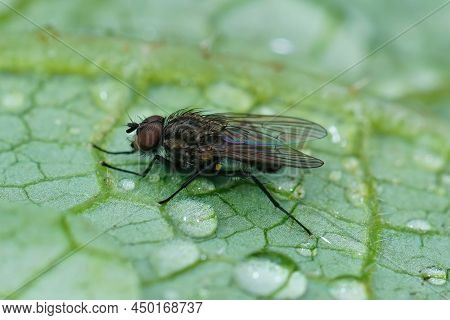 Detailed Closeup Of A Flower Fly , Anthomyiidae Species , After Some Rain In He Garden
