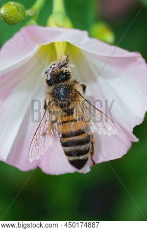A Worker Honeybee , Apis Melifera, Sipping Nectar From A Whilte Flower Of The Field Bindweed, Convol