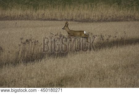 A Young Deer Running And Jumping In The Tiengemeten Nature Reserve, An Island In The Haringvliet In 