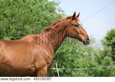 Portrait Of Budyonny Horse