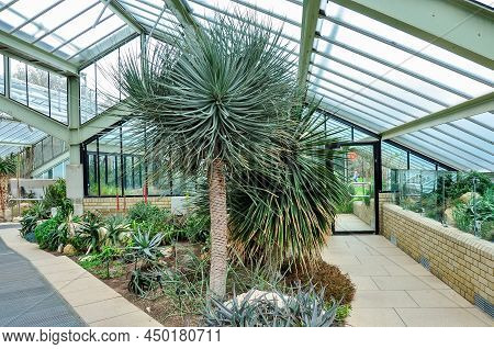Tropical Plants In Greenhouse In Kew Botanical Gardens, London, Uk