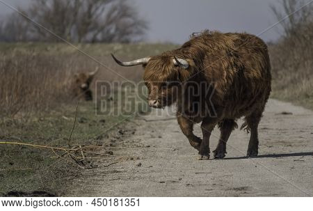 Large Scottish Highlander Walking In The Nature Reserve Tiengemeten, An Island In The Haringvliet In
