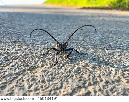 Close Up Frontal View Of Black Longhorn Beetle Also Known Ad Morimus Asper.