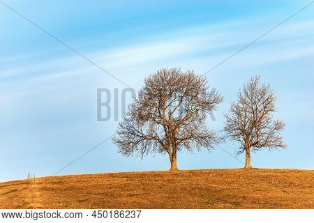 Two Bare Trees On Brown Meadow In Winter On Lessinia Plateau Regional Natural Park (altopiano Della 