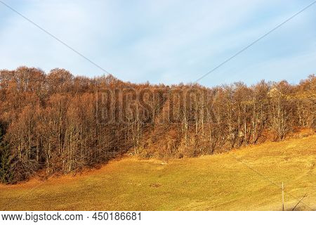 Beautiful Beech Forest With Bare Trees And Green And Orange Meadow In Winter. Lessinia Plateau Regio