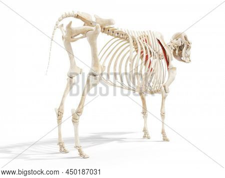 3d rendered anatomy illustration of the cows muscles - the subscapularis