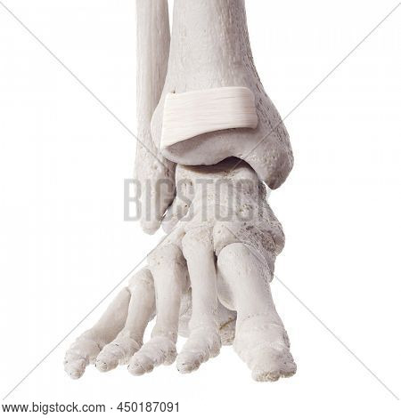 3d rendered medically accurate illustration of the superior extensor retinaculum