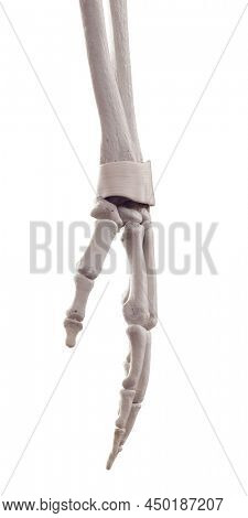 3d rendered medically accurate illustration of the retinaculum ligament