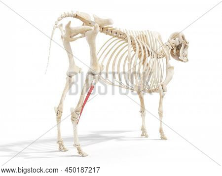3d rendered anatomy illustration of the cows muscles - the fibularis longus