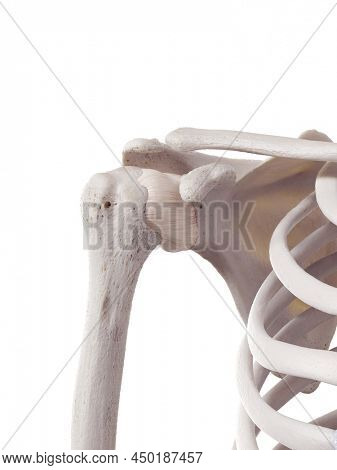 3d rendered medically accurate illustration of the shoulders capsular ligament