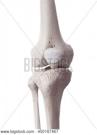 3d rendered medically accurate illustration of the subcutaneous prepatellar bursa
