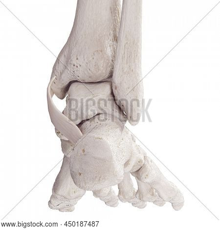 3d rendered medically accurate illustration of the flexor retinaculum